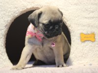 Üst düzey pug yavrumuz hazır