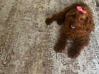 Kore toy poodle