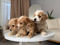 Maltipoo Adrese Teslim, Kapıda Ödeme Yapabilirsiniz