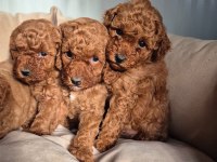 Oyuncak poodle bebekler
