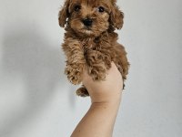 Toy poodle yavrularımız