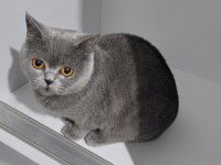 1.5 yaşında dişi british shorthair (1 haftası kaldı)