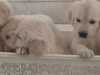 Sağlıklı golden retriever yavrular