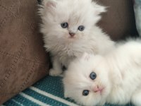 Bella nın scottish fold yavruları