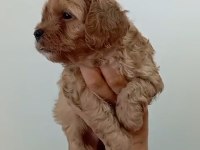 MALTİPOO RED YAVRULAR