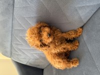 Teacup kaliteli kan poodle
