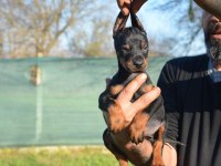 ŞAMPİYON ANNE BABADAN DOBERMAN BEBEKLER