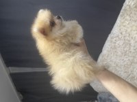 0 Numara Pomeranian Wc Eğitimi Var