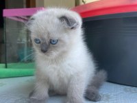 Blue point scottish fold