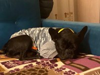 OĞLUMU SAHİPLENDİRİYORUM FRENCH BULLDOG