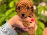 Toy Poodle Yavrularımız Ruhsatlı Çiftlikten