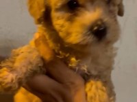 Maltipoo Kalite Yavrular Irk Sağlık Garantili