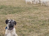 4.5 Aylık Bir Çift Kangal