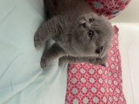Dişi scottish fold yavru