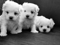 MALTESE TERRİER YAVRU KÖPEĞİMİZ