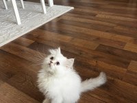 British Longhair Dişi Bebek