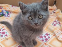 Güzel scottish fold yavrularımız