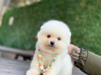 Sevimli Pomeranian Yavrular