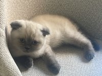 Scottish Fold Blue Point Yavrumuz