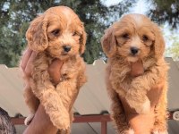 Maltipoo yavruları
