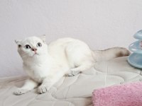 Scottish Fold Point Dişi