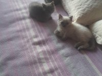 3 tane birbirinden güzel yavru kediler
