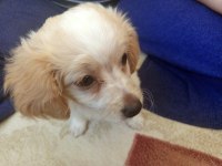 Yavru köpeğimizi sahiplendirmek istiyorum