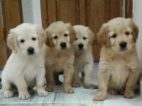 Bebek yüzlü bebek gibi golden retriever