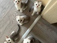 British Shorthair Ve Scottish Kediler