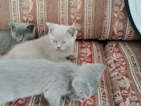 BRİTİSH SHORTHAİR KEDİLERİ