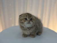 Scottish fold yavrular