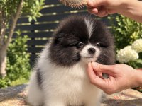 Muhteşem Bicolor Pomeranian Yavrularımız