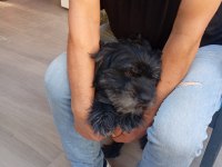KÖPEĞİMİZİ EŞLEŞTİRMEK İSTİYORUZ