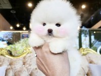 Oyuncak Bebek Pomeranian Boo Yavrularımız