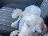1 yaşında güzeller güzeli dişi terrier
