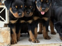 Üst kalite rottweiler bebekler