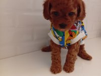 TOY POODLE ANNE ALTINDAN KALİTELİ