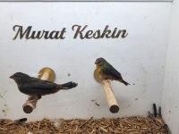 Hazır Takım Altın Göğüs Finch