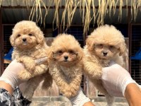Acele edin maltipoo bebekler sizi bekliyor