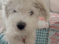 Maltese terrier erkek