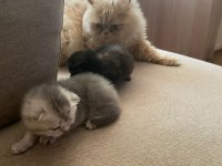 British longhair 2 adet yavru verilecek