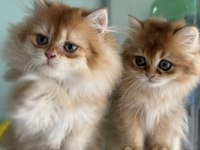 Aşılı karneli en güzel golden longhair british
