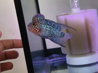 Hobici dostu flowerhorn balıklar
