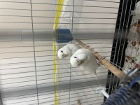 4 muhabbet kuşu büyük üretim kafesi ve aksesuarı