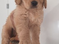 Irk Ve Sağlık Garantili Golden Retriever Yavru
