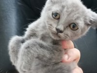 55 günlük BRİTİSH shorthair dişi
