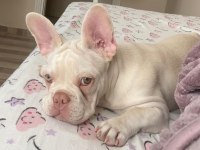 İSABELLA TAN PLATİNİUM ERKEK EGZOTİC FRENCH BULLDOG