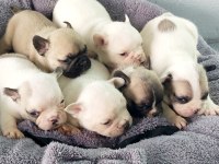 Bakmadan GEÇME UYGUN Oyuncu French Bulldog
