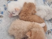 A KALİTE BRİTİSH YAVRULAR