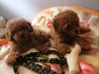 50 günlük toy poodle teacup küçük boy bebeklerim